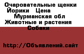 Очаровательные щенки Йорики › Цена ­ 15 000 - Мурманская обл. Животные и растения » Собаки   